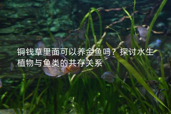 铜钱草里面可以养金鱼吗？探讨水生植物与鱼类的共存关系
