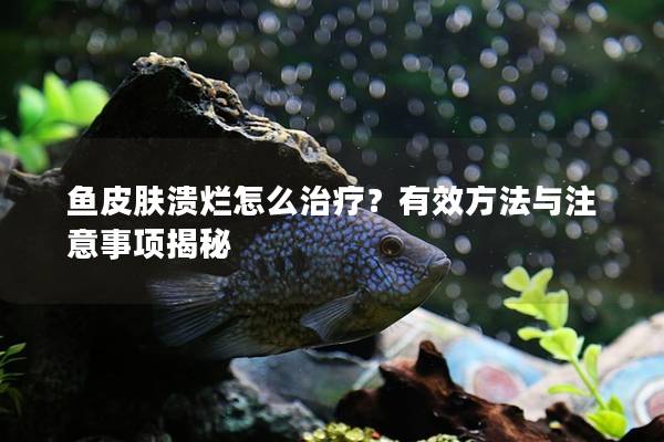 鱼皮肤溃烂怎么治疗？有效方法与注意事项揭秘
