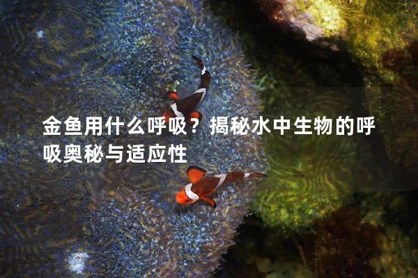 金鱼用什么呼吸?揭秘水中生物的呼吸奥秘与适应性