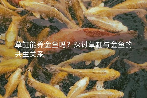 草缸能养金鱼吗？探讨草缸与金鱼的共生关系