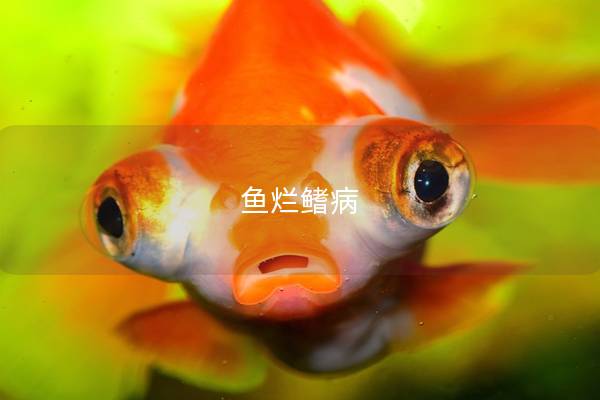 鱼烂鳍病