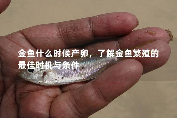 金鱼什么时候产卵,了解金鱼繁殖的最佳时机与条件