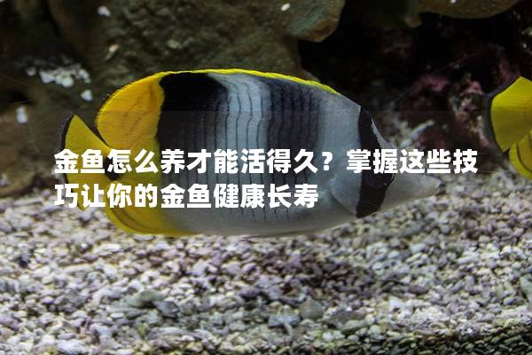 金鱼怎么养才能活得久？掌握这些技巧让你的金鱼健康长寿