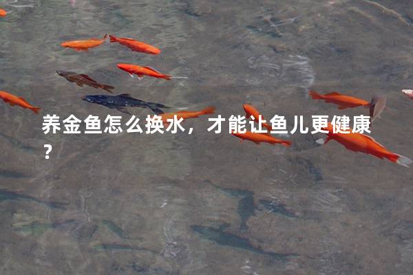 养金鱼怎么换水，才能让鱼儿更健康？