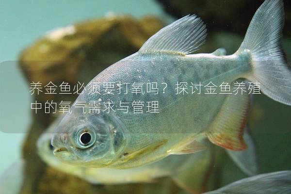 养金鱼必须要打氧吗？探讨金鱼养殖中的氧气需求与管理
