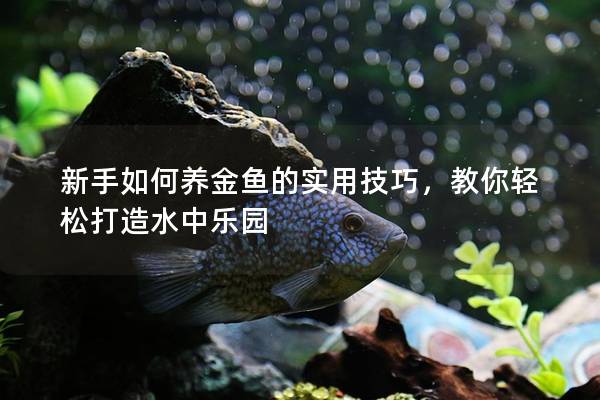 新手如何养金鱼的实用技巧，教你轻松打造水中乐园