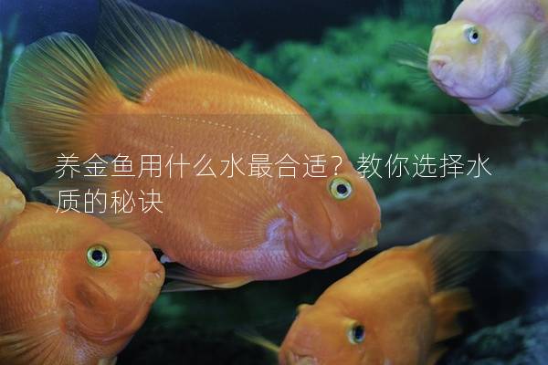 养金鱼用什么水最合适？教你选择水质的秘诀
