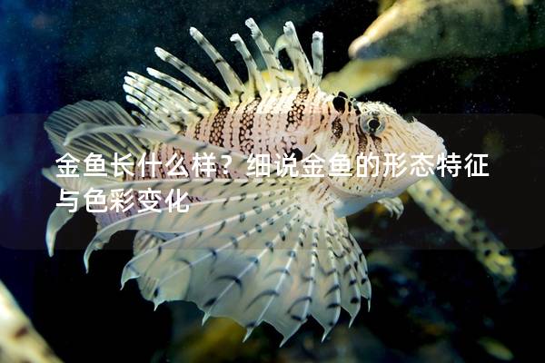 金鱼长什么样?细说金鱼的形态特征与色彩变化