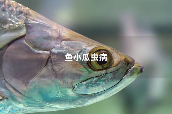 鱼小瓜虫病