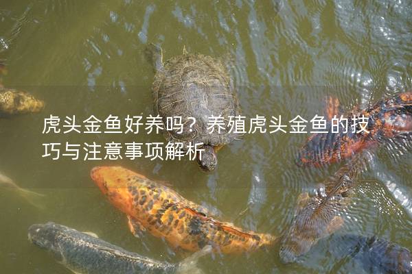 虎头金鱼好养吗？养殖虎头金鱼的技巧与注意事项解析