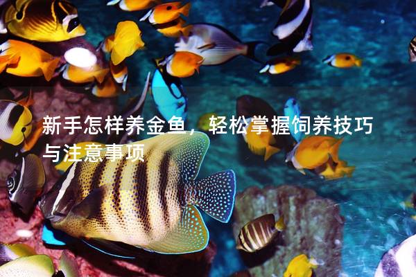 新手怎样养金鱼,轻松掌握饲养技巧与注意事项