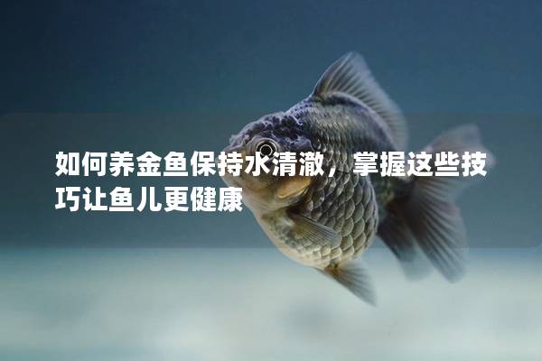 如何养金鱼保持水清澈，掌握这些技巧让鱼儿更健康