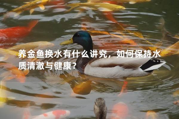 养金鱼换水有什么讲究，如何保持水质清澈与健康？