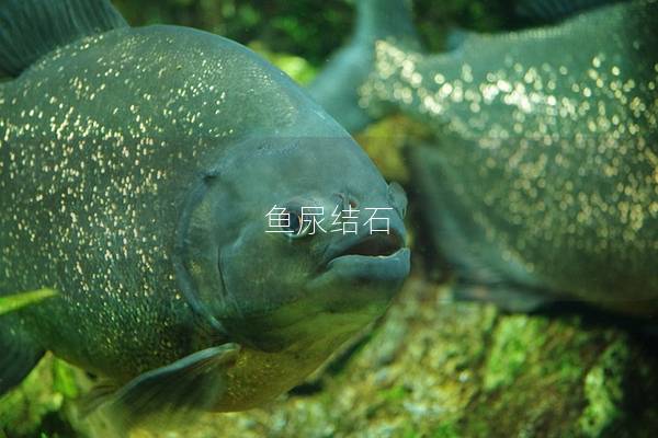 鱼尿结石