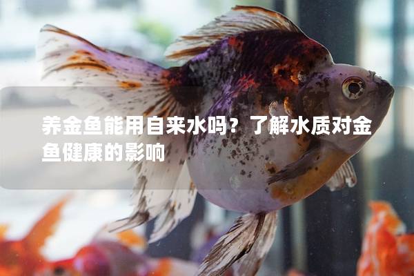 养金鱼能用自来水吗？了解水质对金鱼健康的影响
