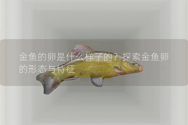金鱼的卵是什么样子的?探索金鱼卵的形态与特征