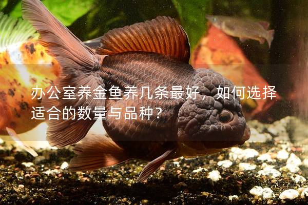办公室养金鱼养几条最好，如何选择适合的数量与品种？