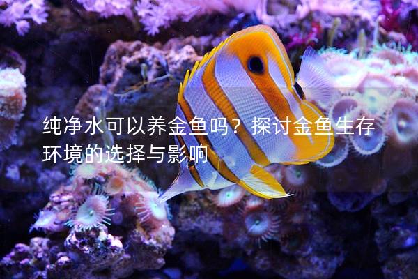 纯净水可以养金鱼吗？探讨金鱼生存环境的选择与影响