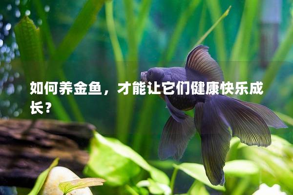 如何养金鱼，才能让它们健康快乐成长？