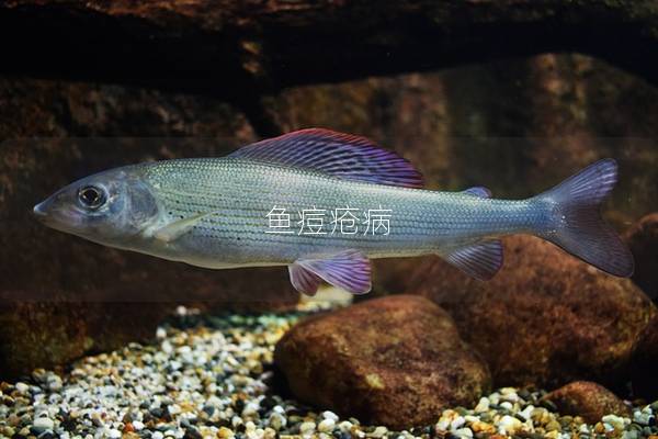 鱼痘疮病