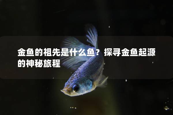 金鱼的祖先是什么鱼?探寻金鱼起源的神秘旅程