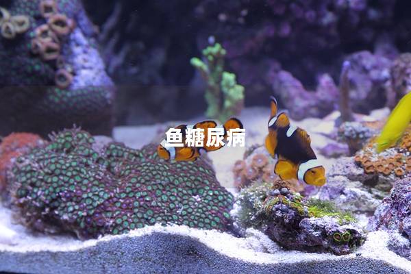 鱼糖尿病
