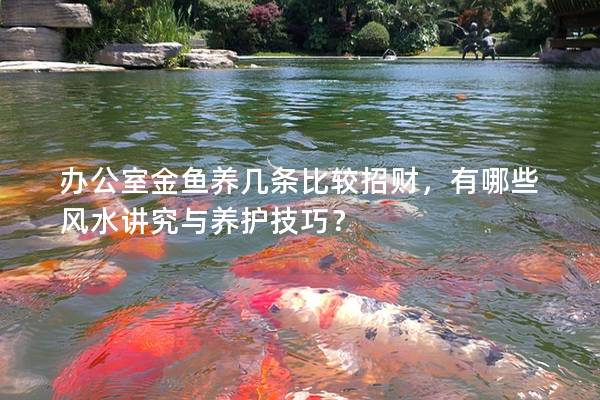 办公室金鱼养几条比较招财，有哪些风水讲究与养护技巧？
