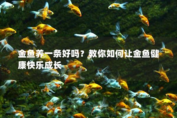 金鱼养一条好吗？教你如何让金鱼健康快乐成长