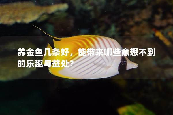 养金鱼几条好，能带来哪些意想不到的乐趣与益处？