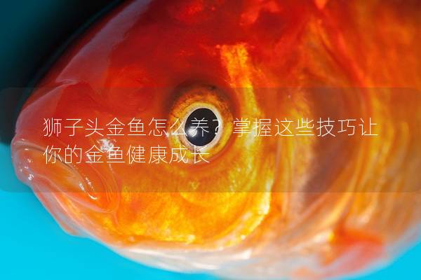 狮子头金鱼怎么养？掌握这些技巧让你的金鱼健康成长