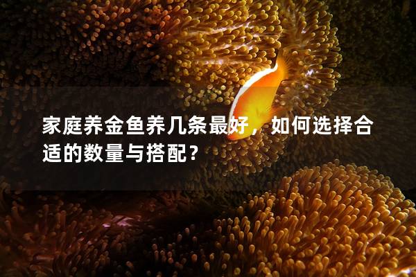 家庭养金鱼养几条最好，如何选择合适的数量与搭配？