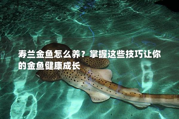 寿兰金鱼怎么养？掌握这些技巧让你的金鱼健康成长