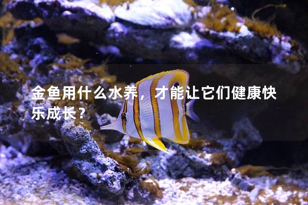 金鱼用什么水养,才能让它们健康快乐成长?