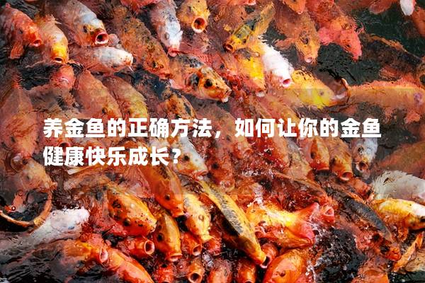 养金鱼的正确方法，如何让你的金鱼健康快乐成长？