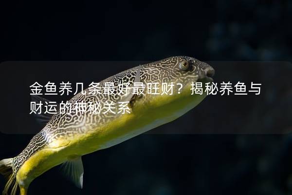 金鱼养几条最好最旺财？揭秘养鱼与财运的神秘关系