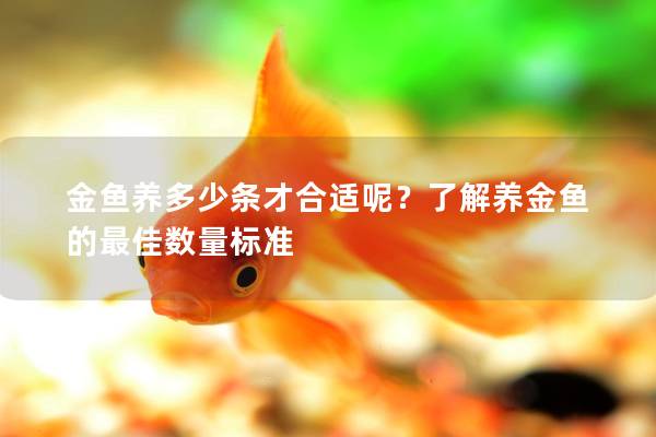 金鱼养多少条才合适呢？了解养金鱼的最佳数量标准