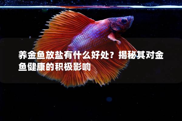 养金鱼放盐有什么好处？揭秘其对金鱼健康的积极影响