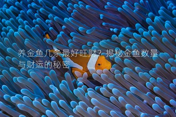 养金鱼几条最好旺财？揭秘金鱼数量与财运的秘密